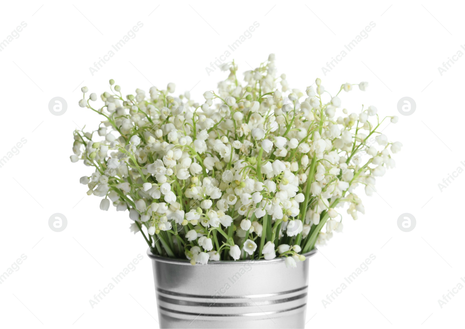 Photo of Bucket with beautiful lily of the valley flowers on white background