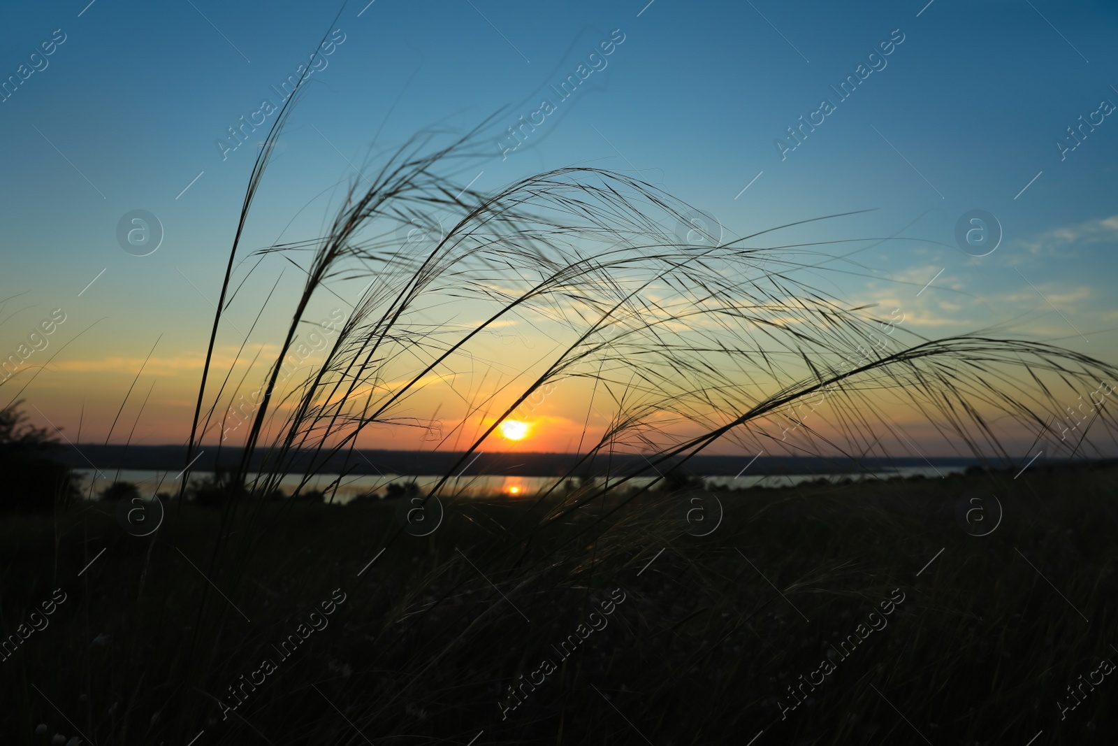 Photo of Beautiful view of plants outdoors at sunrise