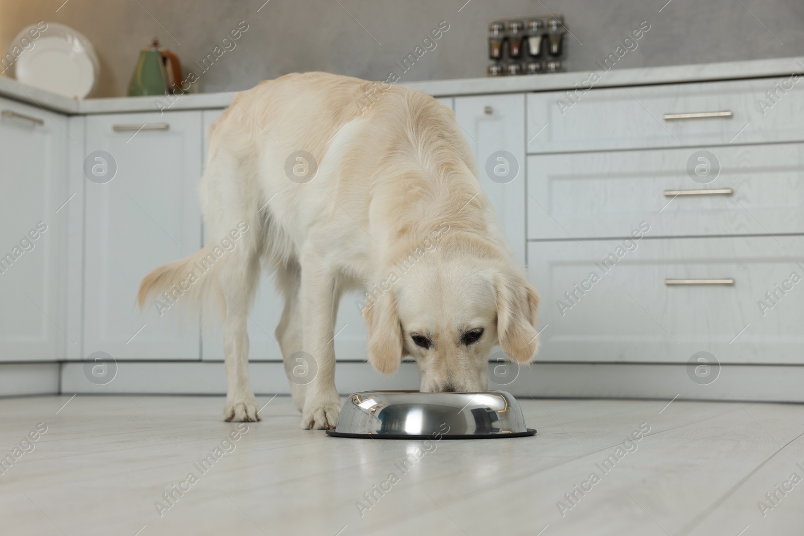 Photo of Cute Labrador Retriever eating from metal bowl in kitchen