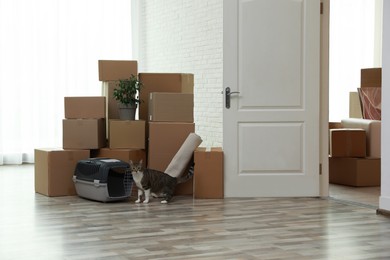 Photo of Cardboard boxes and cat in room on moving day