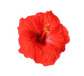 Photo of Beautiful red hibiscus flower isolated on white