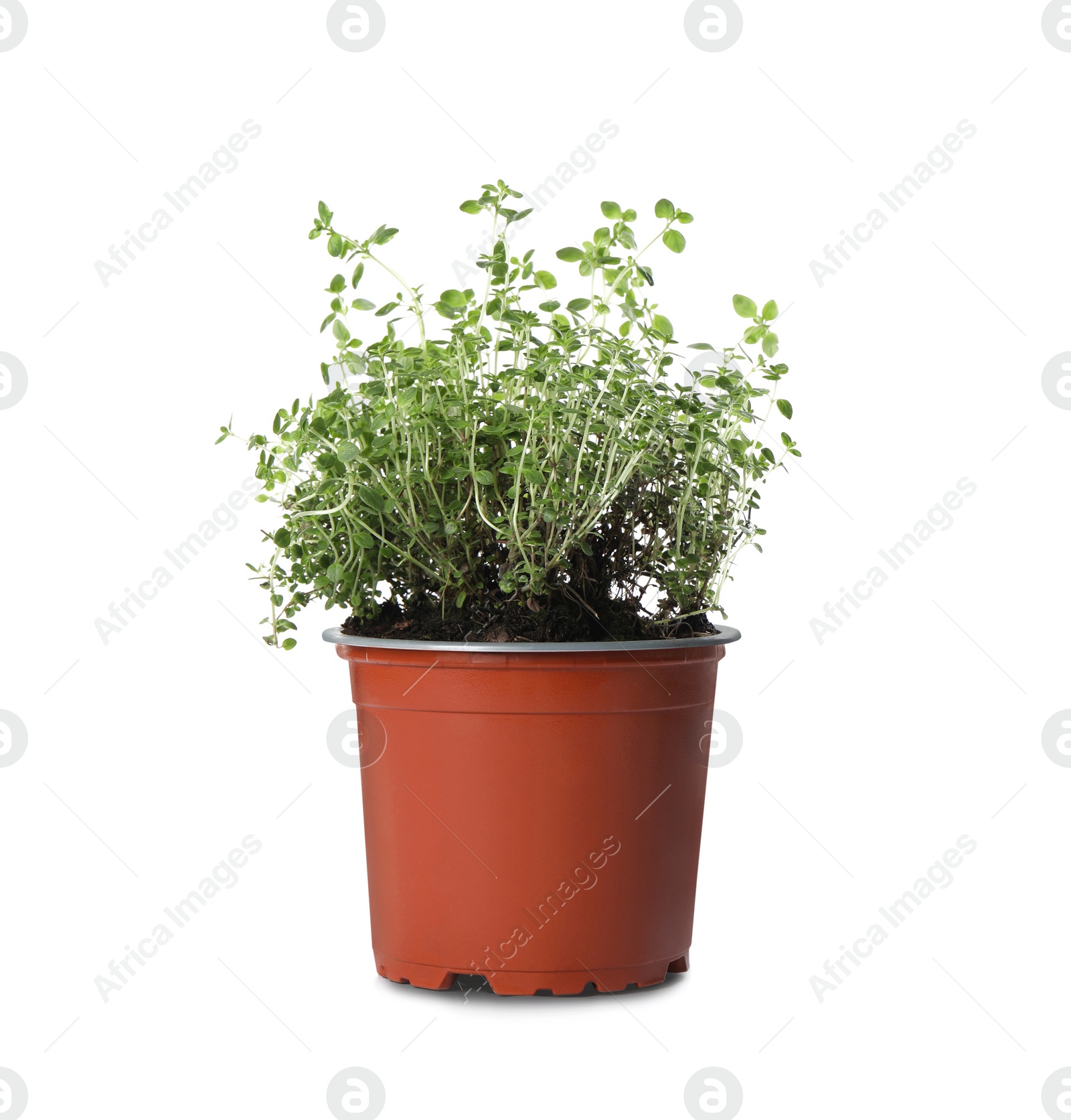 Photo of Aromatic green thyme in pot isolated on white