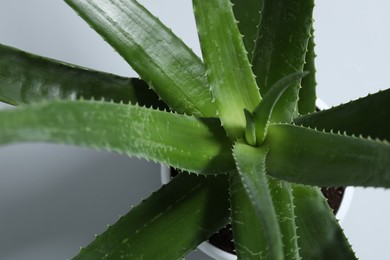 Beautiful aloe vera plant on light gray background, top view