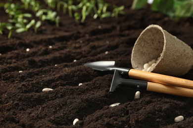 Photo of Gardening tools, white beans on fertile soil, space for text. Vegetable seeds