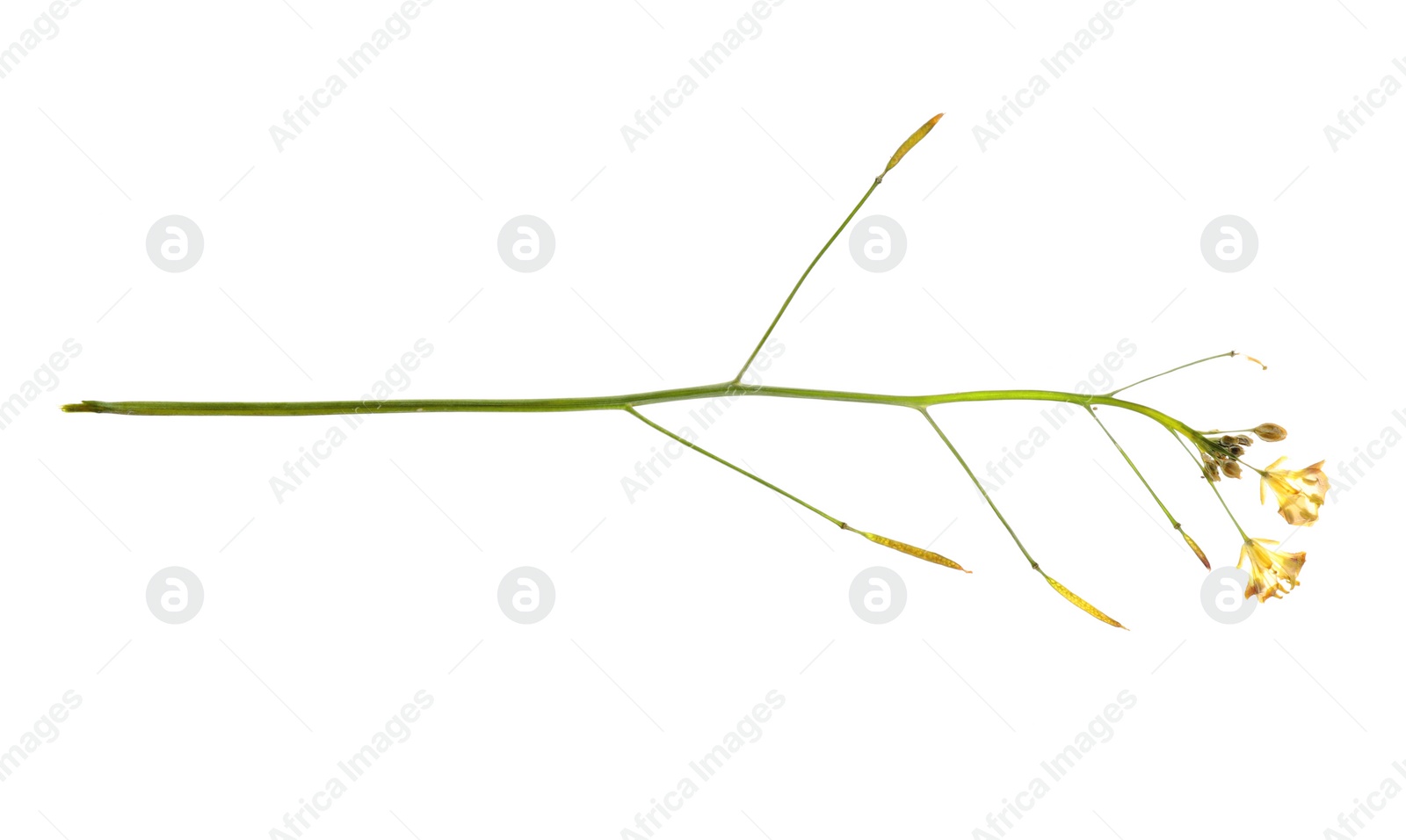 Photo of Dried meadow flower on white background, top view