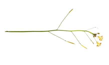 Dried meadow flower on white background, top view