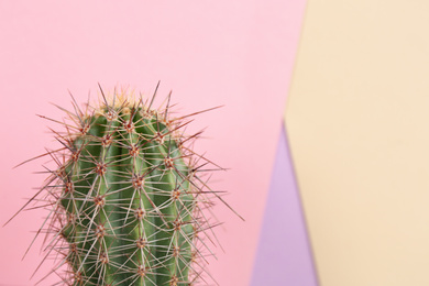 Photo of Beautiful cactus plant on color background, closeup. Space for text