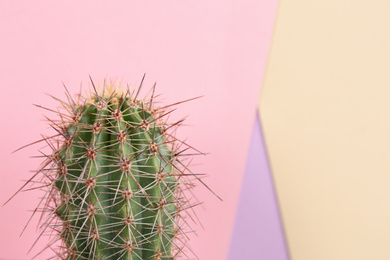 Beautiful cactus plant on color background, closeup. Space for text