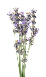 Photo of Beautiful blooming lavender flowers on white background