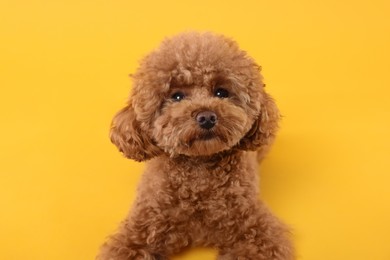 Cute Maltipoo dog on orange background. Lovely pet