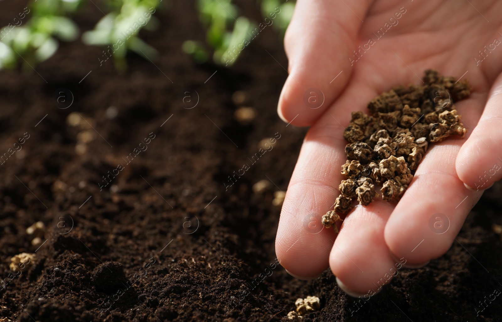 Photo of Woman planting beet seeds into fertile soil, space for text. Vegetables growing