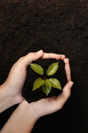 Photo of Woman holding soil with young green seedling near ground, top view. Planting tree