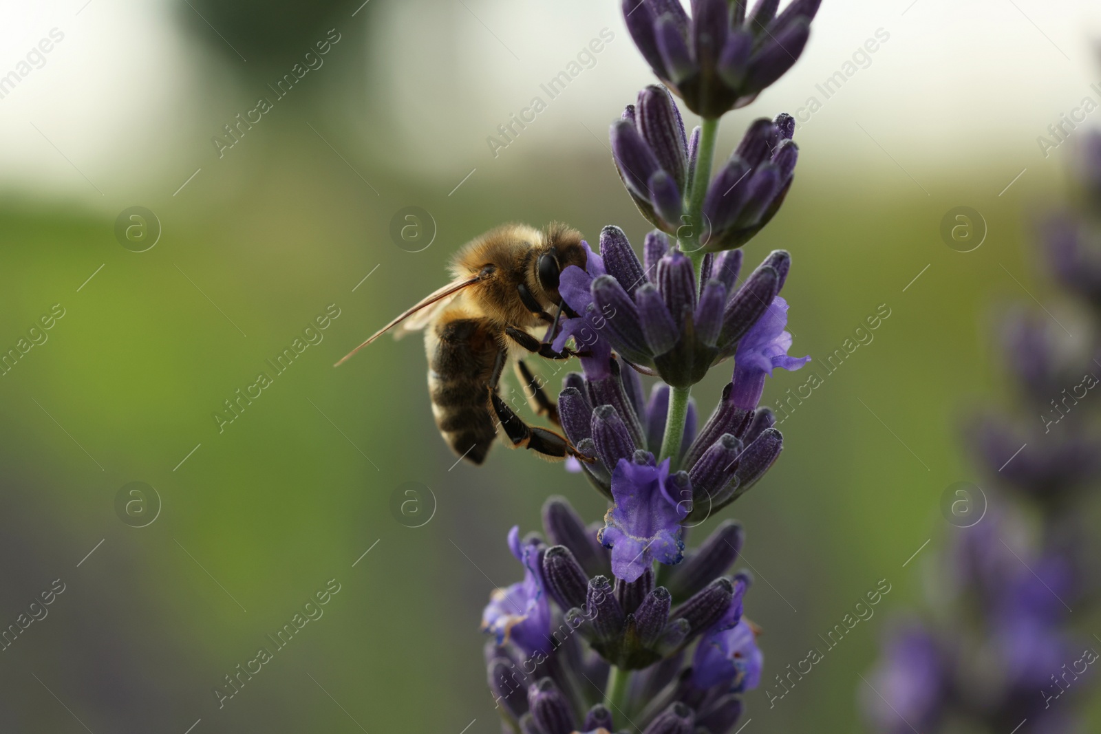 Photo of Honeybee collecting nectar from beautiful lavender flower outdoors, closeup