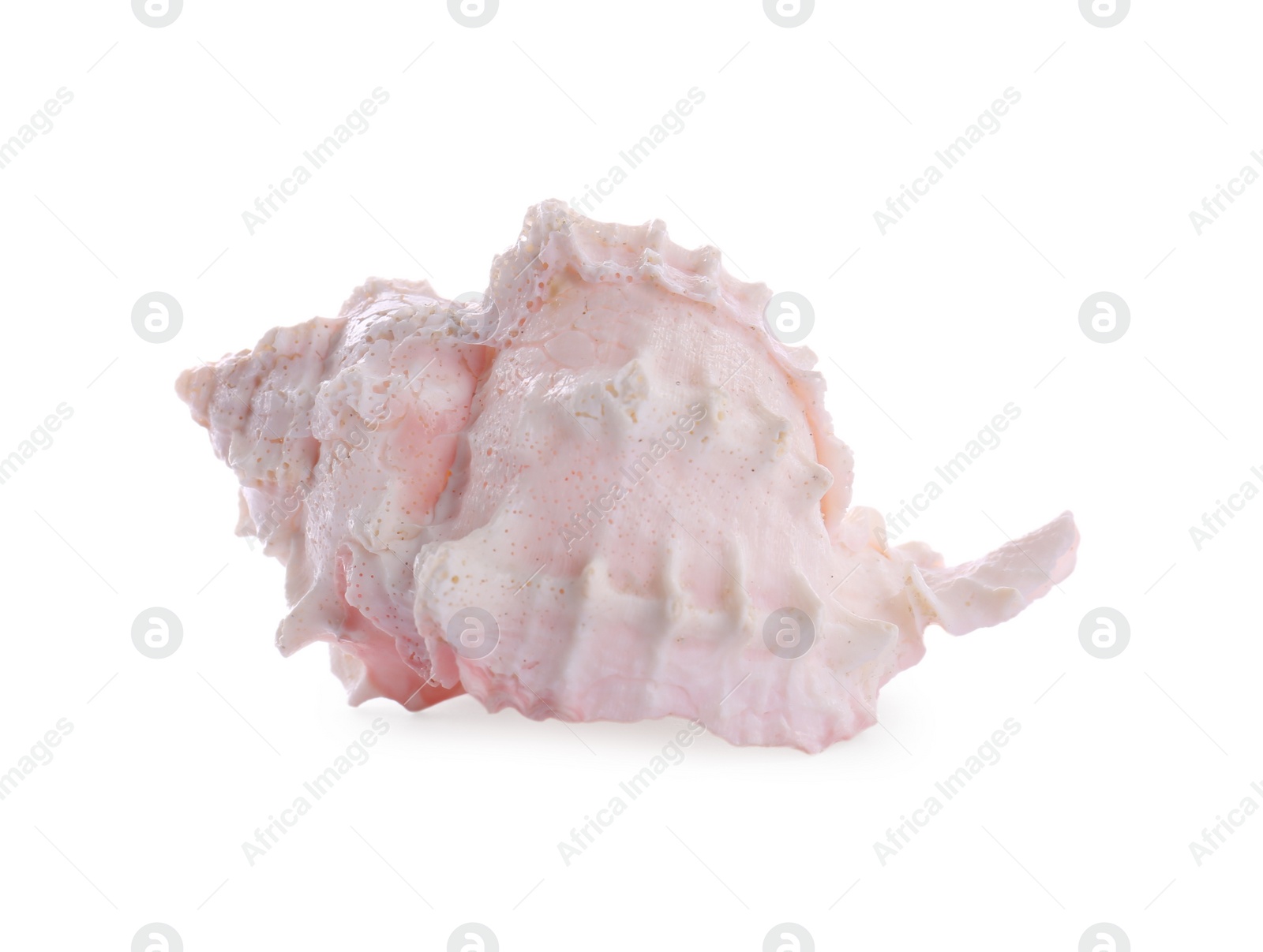 Photo of Beautiful pink sea shell isolated on white