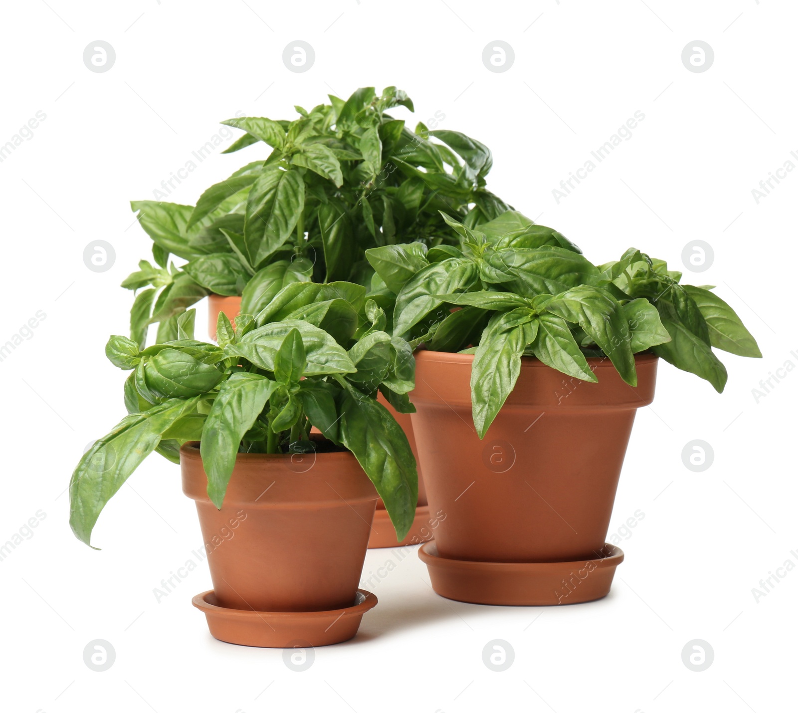 Photo of Lush green basil in pots on white background