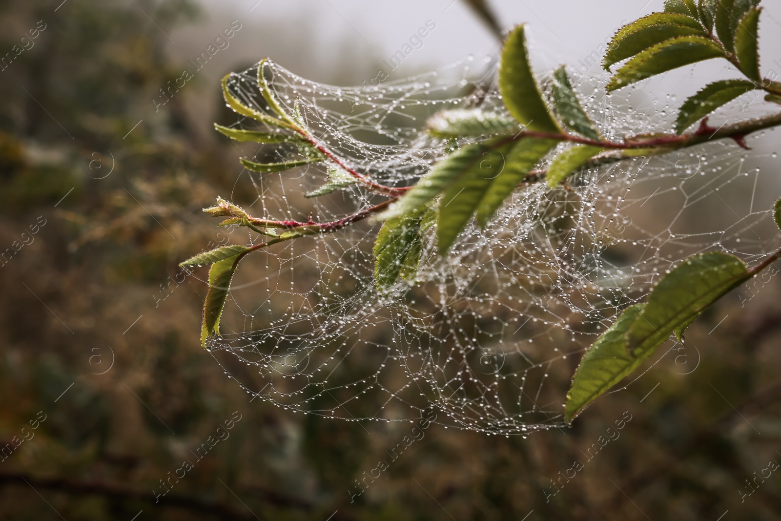 Photo of Closeup view of cobweb with dew drops on tree branch outdoors