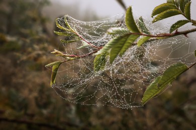 Photo of Closeup view of cobweb with dew drops on tree branch outdoors