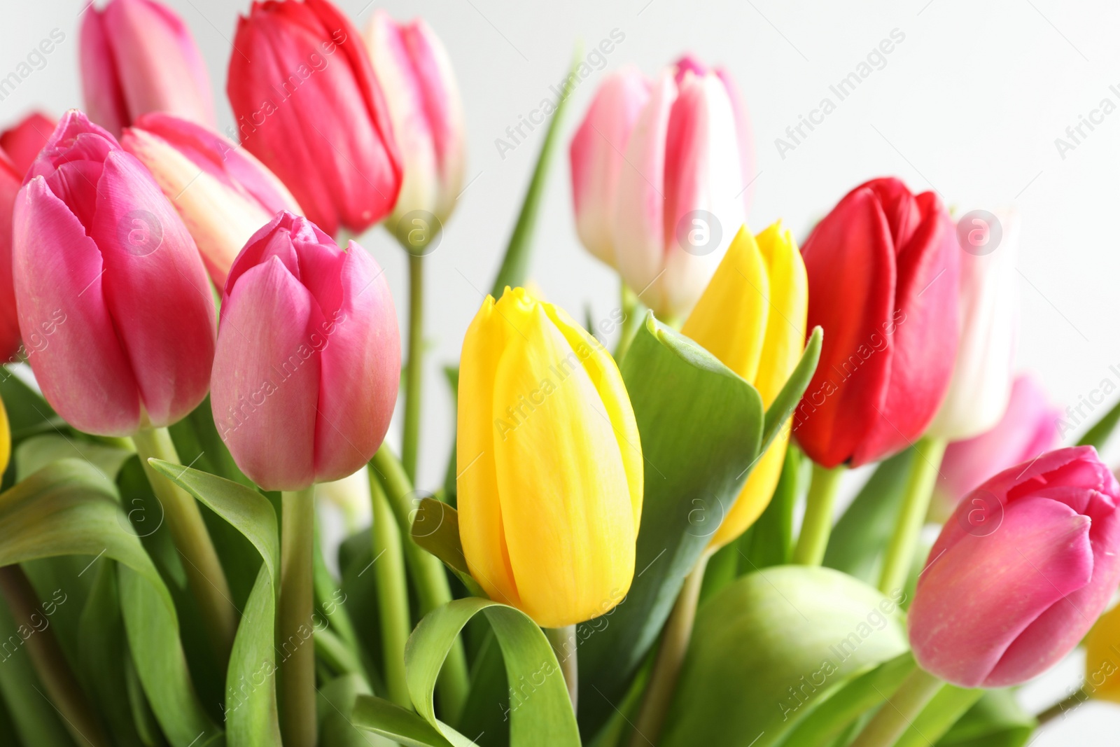 Photo of Beautiful bouquet of bright tulip flowers on light background, closeup