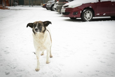 Photo of Homeless dog outdoors on winter day. Abandoned animal