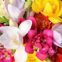 Beautiful bright spring freesia flowers as background