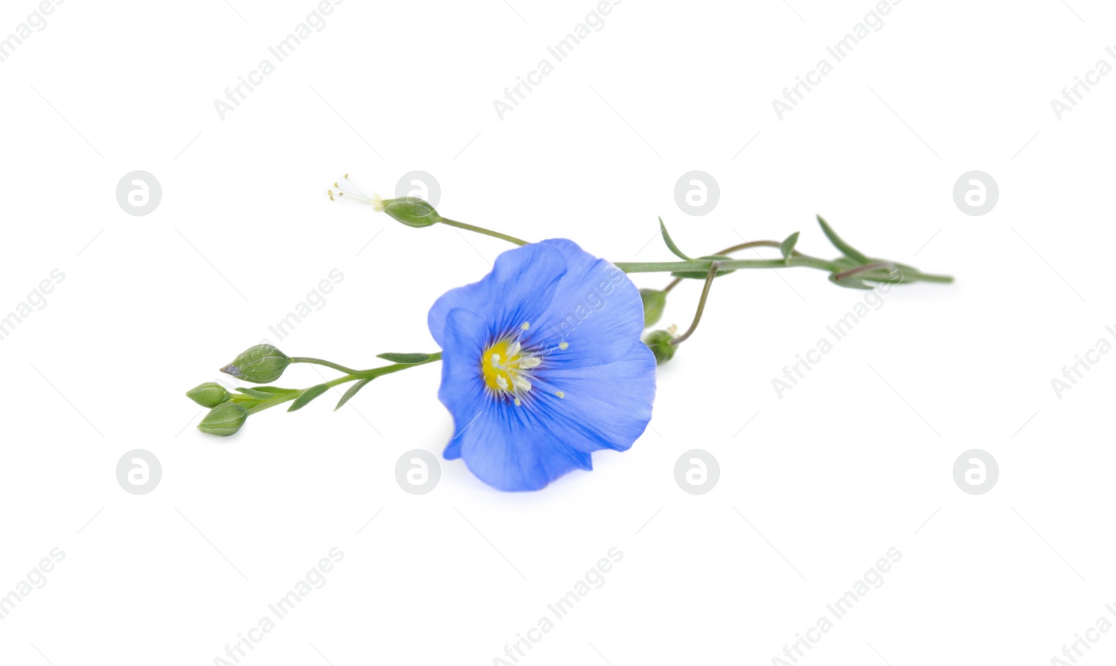 Photo of Beautiful light blue flax flower isolated on white