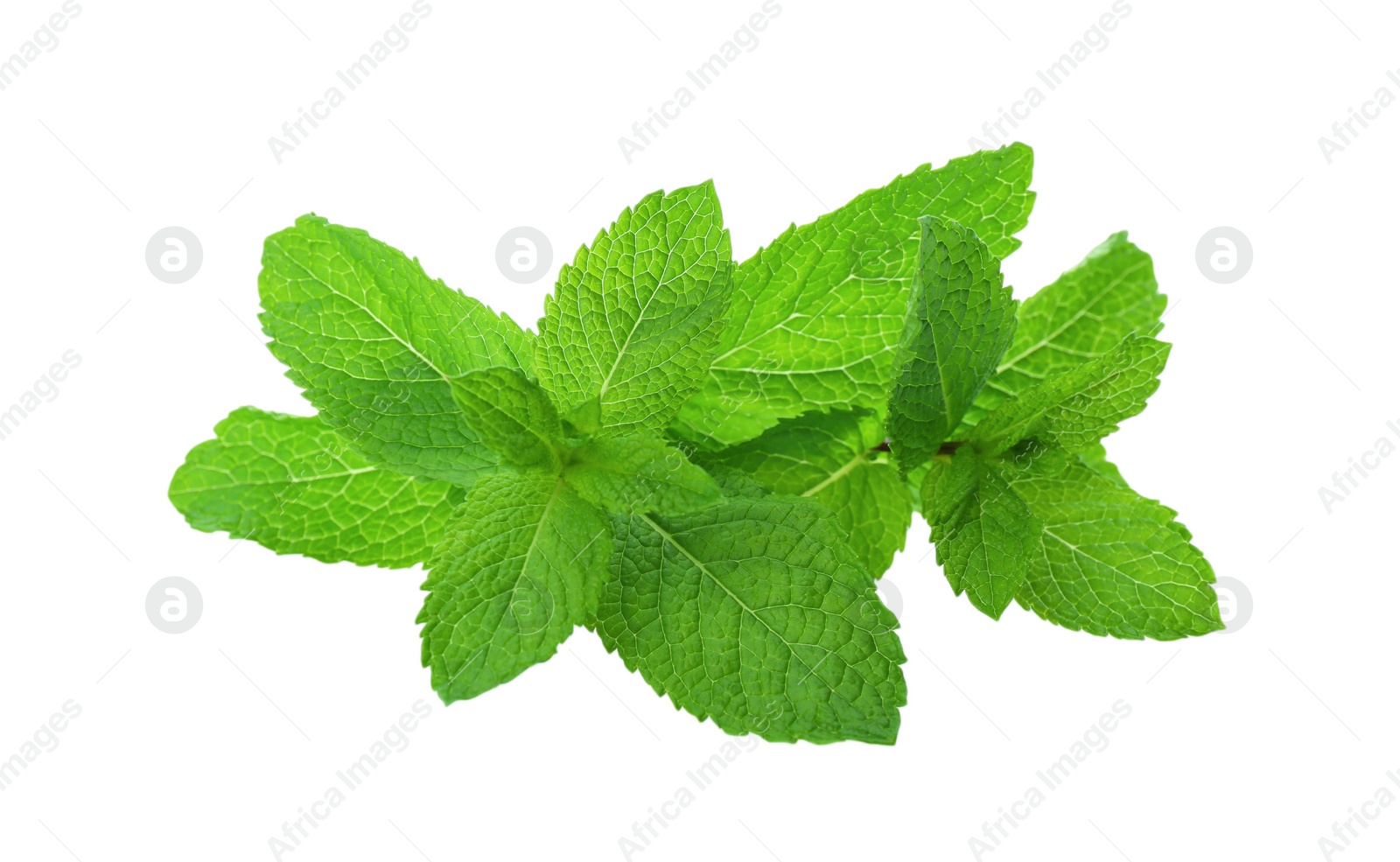 Photo of Fresh green mint leaves on white background