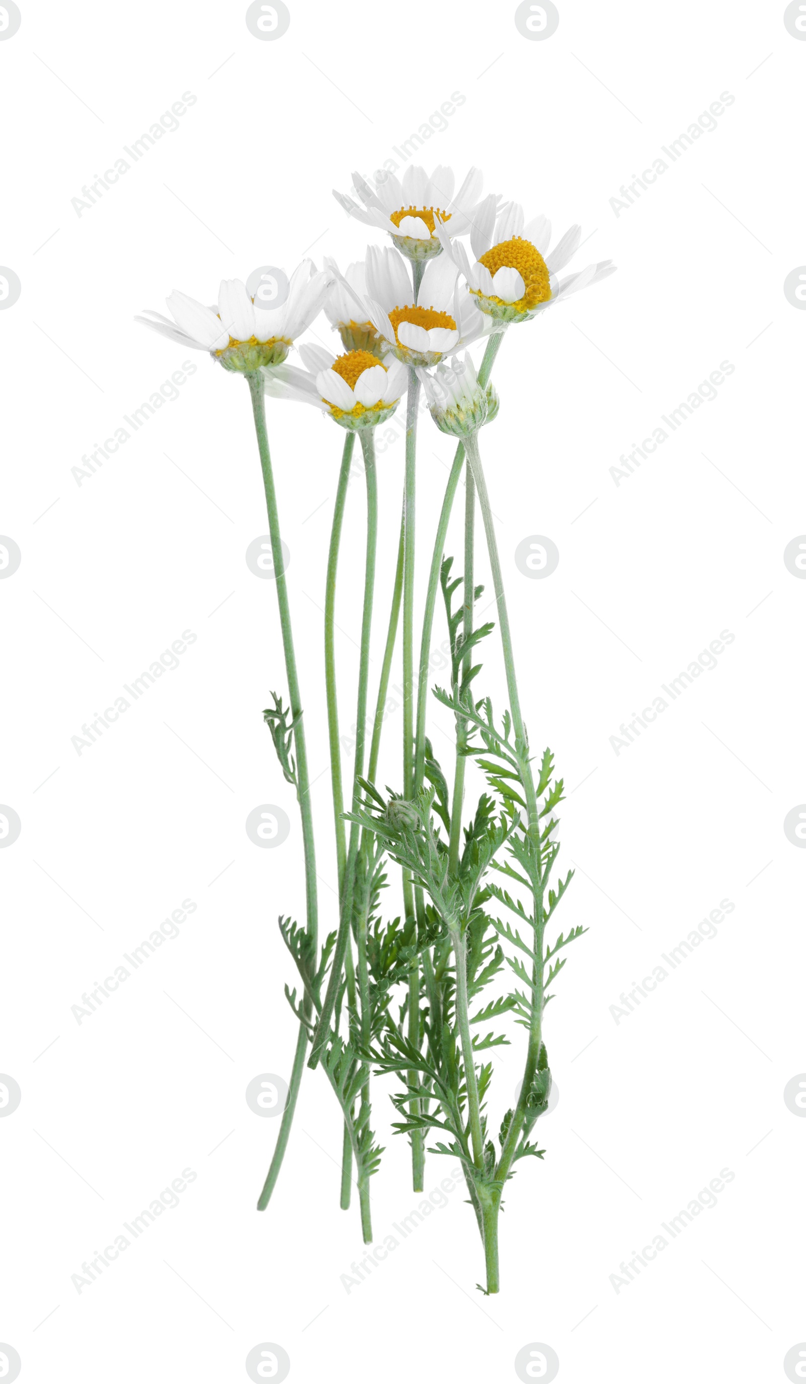 Photo of Blooming chamomiles isolated on white. Beautiful flowers