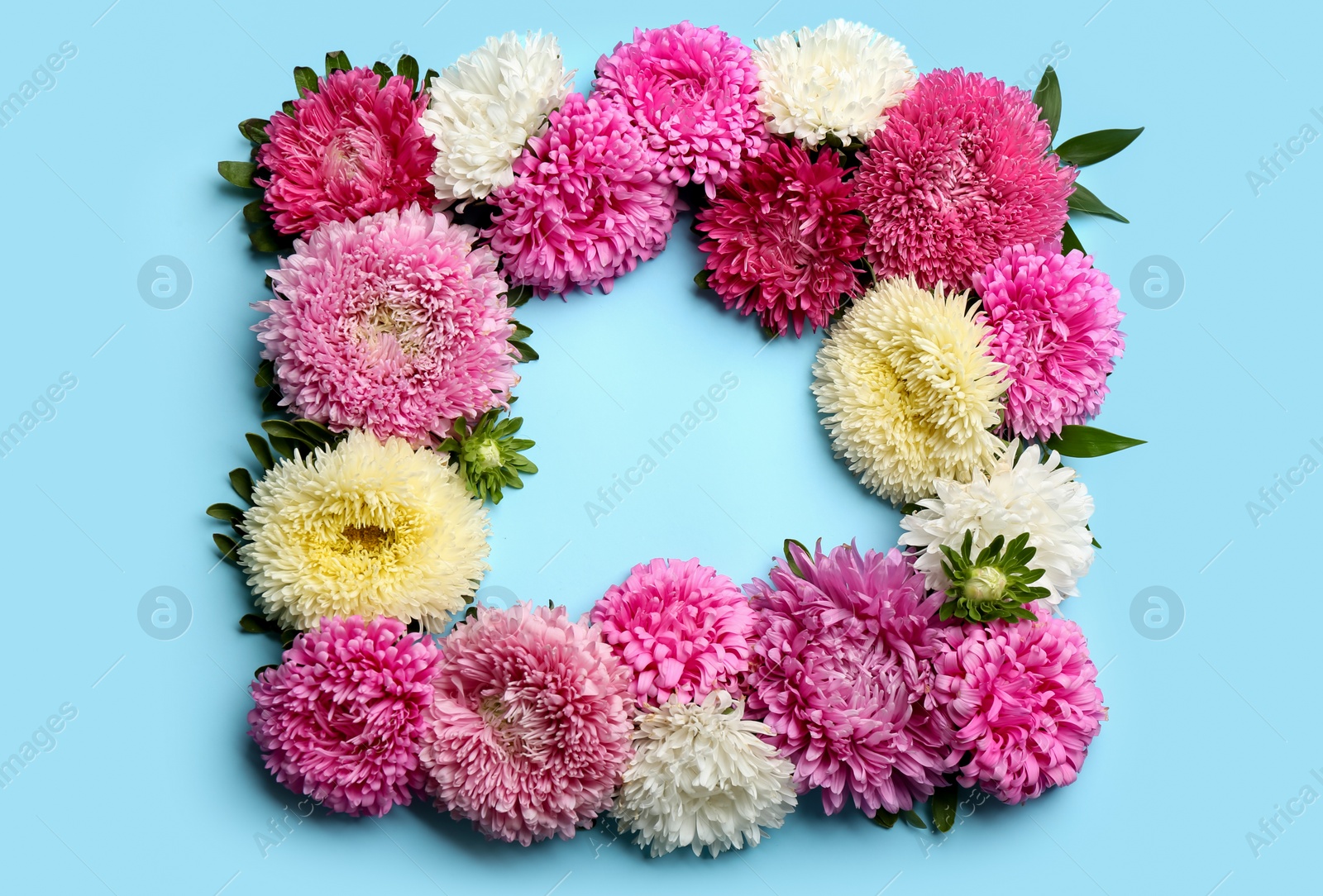 Photo of Frame of beautiful asters on light blue background, flat lay. Autumn flowers