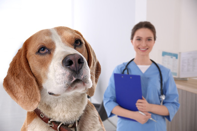 Cute Beagle dog and young veterinarian in office