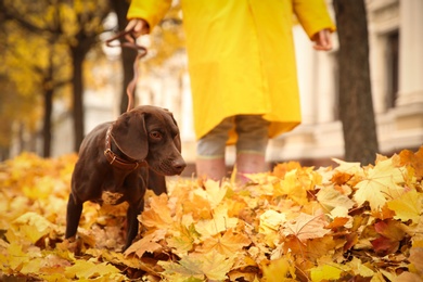 Woman with cute German Shorthaired Pointer in park on autumn day