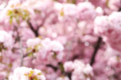 Blurred view of beautiful tree with pink blossom outdoors. Bokeh effect