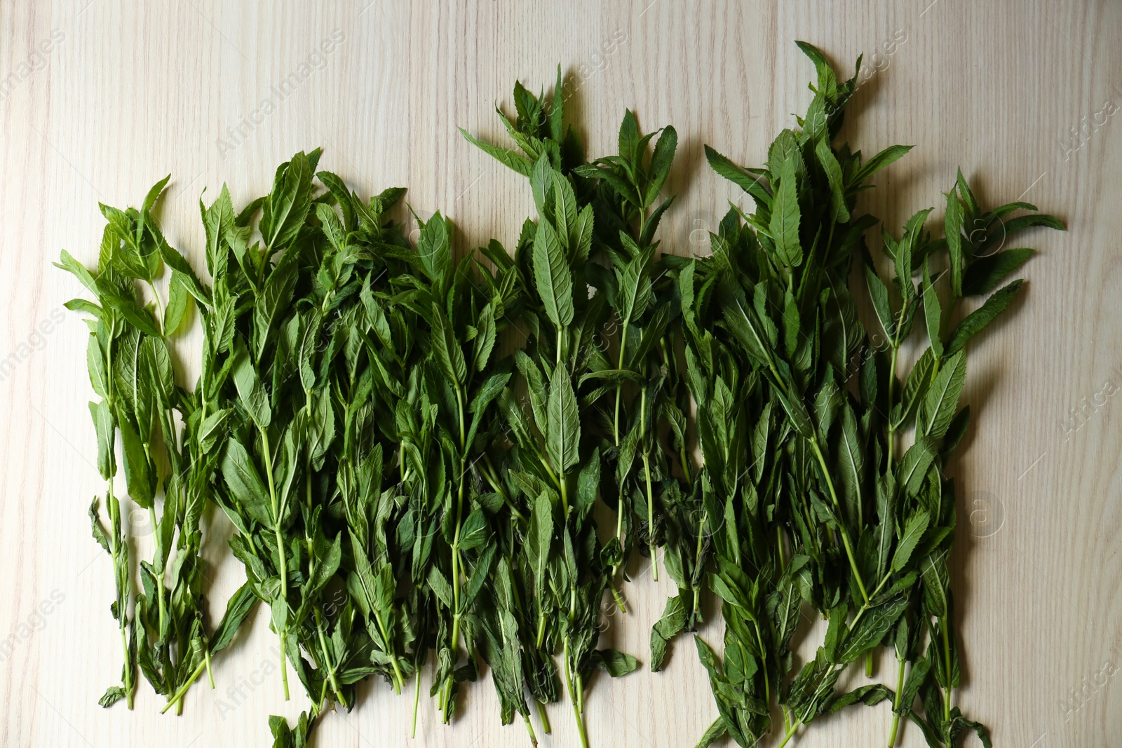 Photo of Beautiful green mint on white wooden table, flat lay