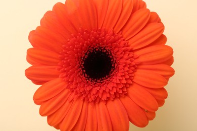 Beautiful orange gerbera flower on beige background, top view