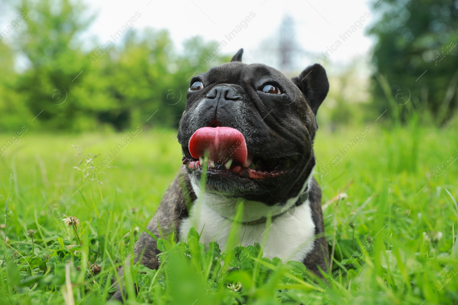 Photo of Funny walk. Cute French Bulldog lying on green grass