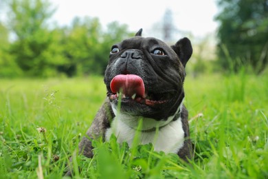 Photo of Funny walk. Cute French Bulldog lying on green grass