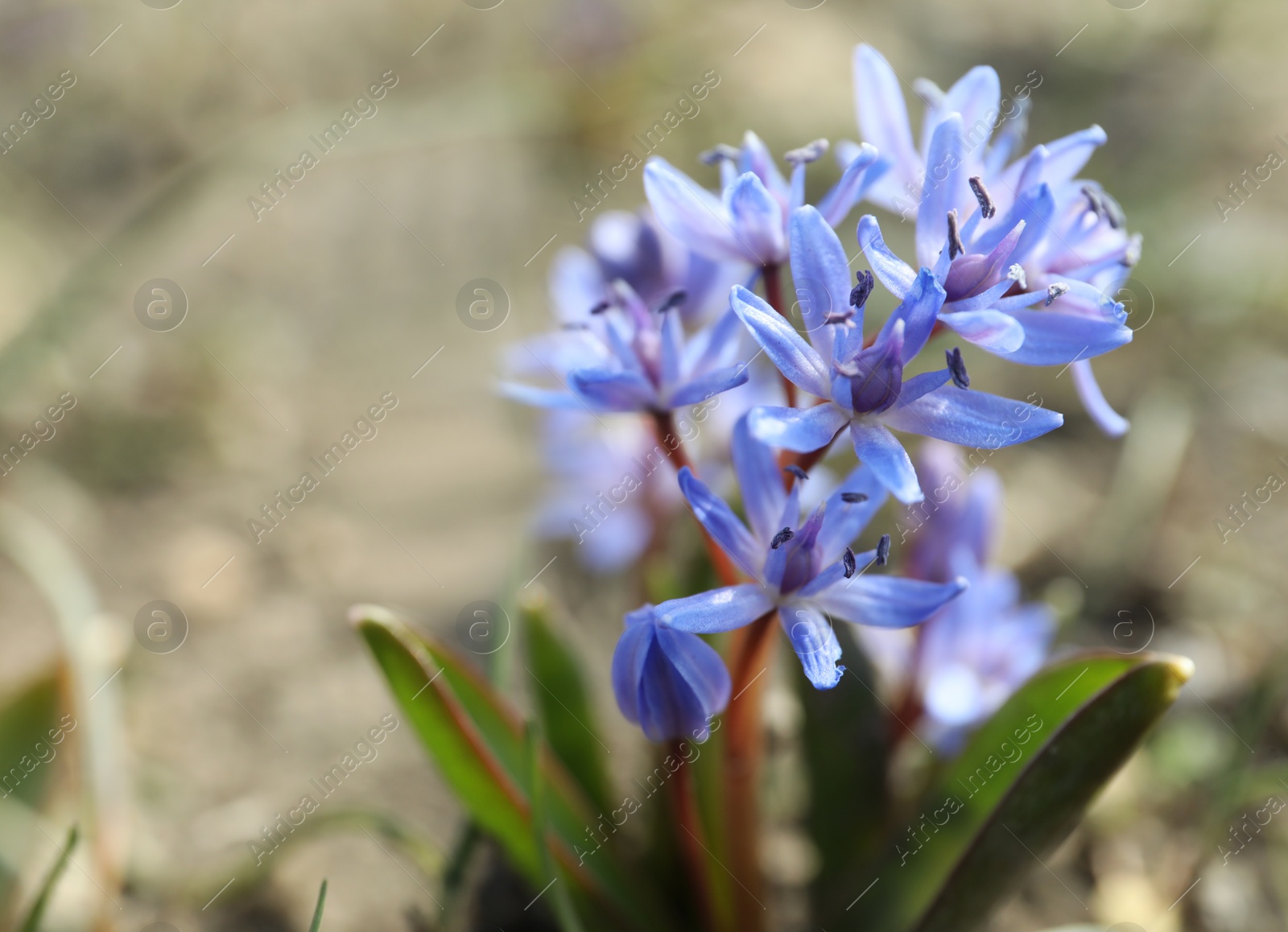 Photo of Beautiful lilac alpine squill flowers in garden