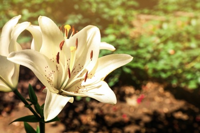 Beautiful blooming lily flowers in garden, closeup