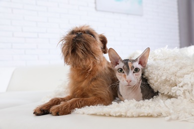 Photo of Adorable cat looking into camera and dog together on sofa at home. Friends forever