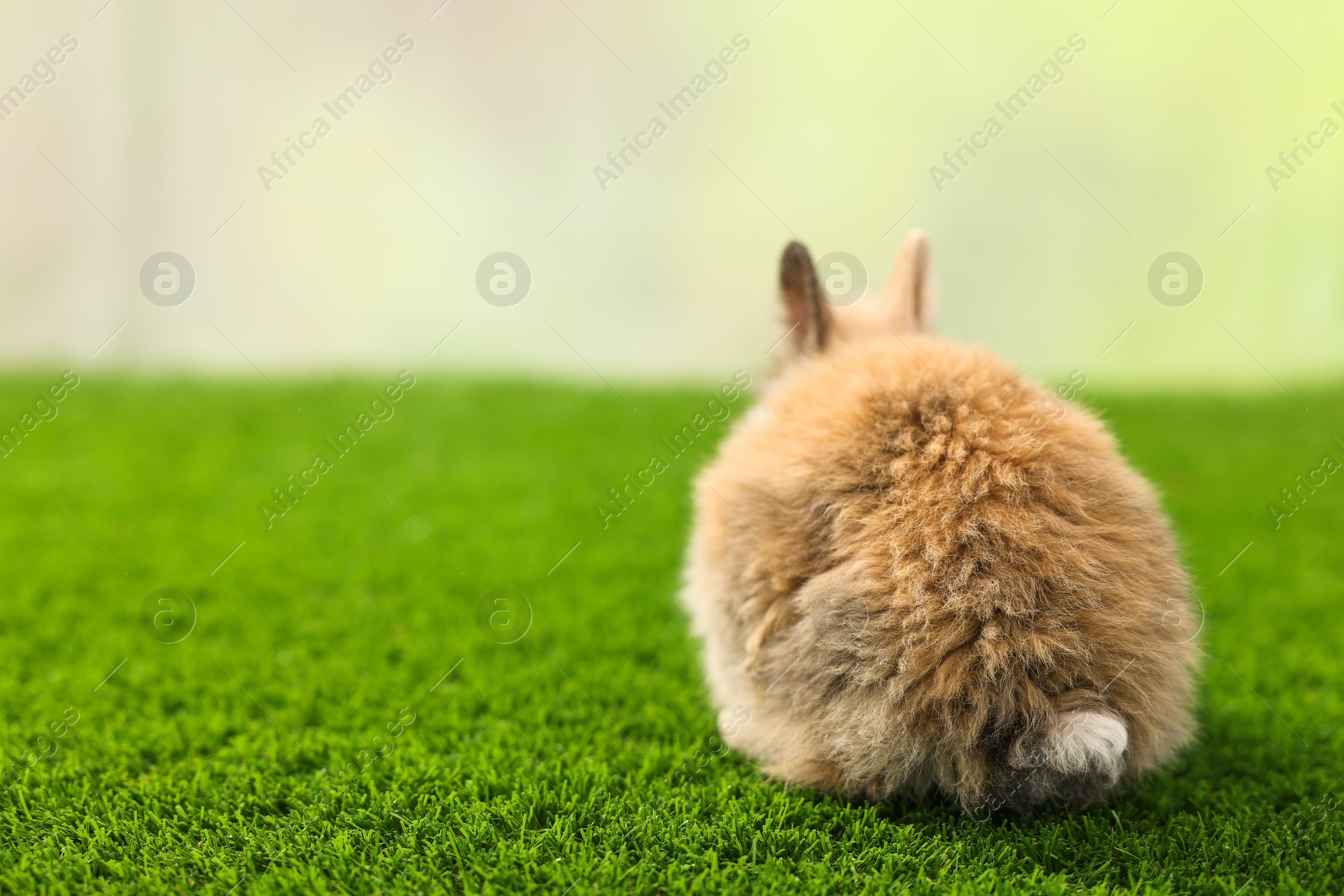 Photo of Cute little rabbit on grass, back view. Space for text