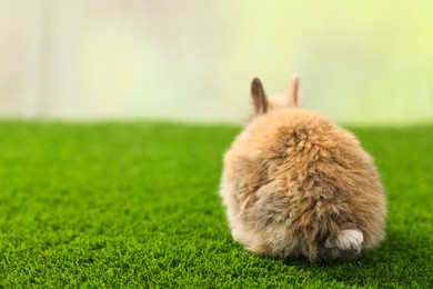 Photo of Cute little rabbit on grass, back view. Space for text
