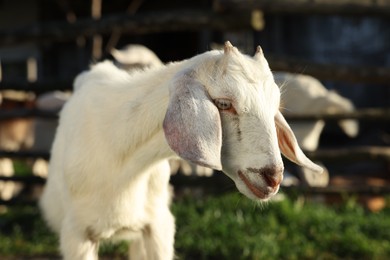 Photo of Cute white goat at farm on sunny day