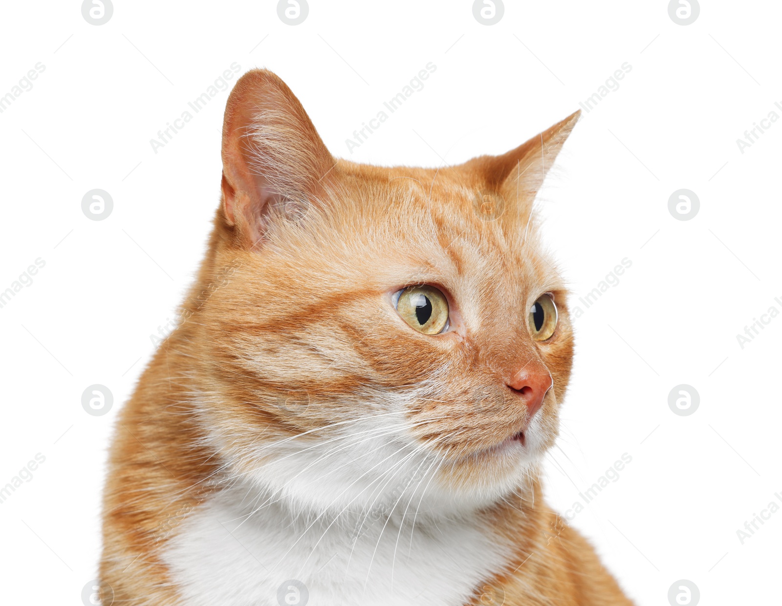 Photo of Cute ginger cat on white background. Adorable pet