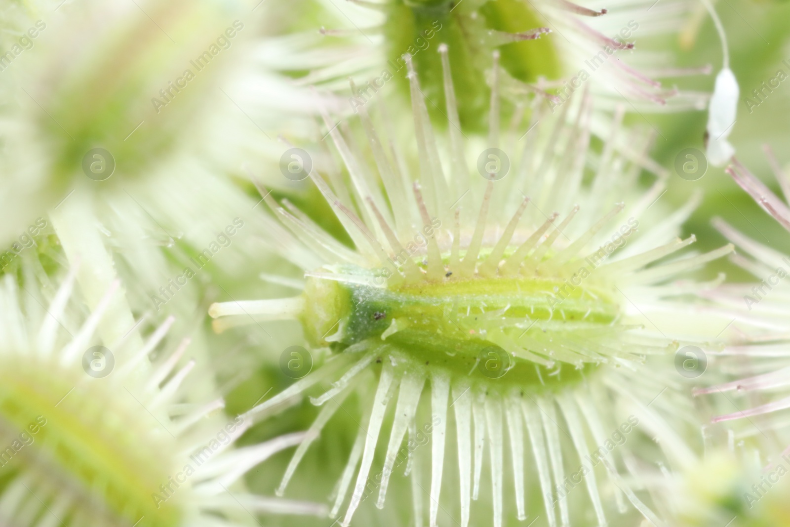 Photo of Macro photo of Astrodaucus plant on blurred background