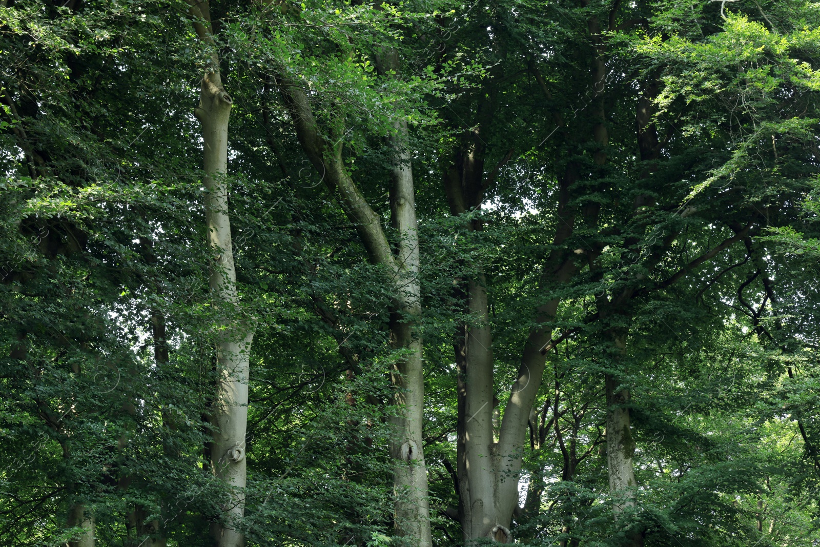 Photo of Beautiful green trees in forest on sunny day