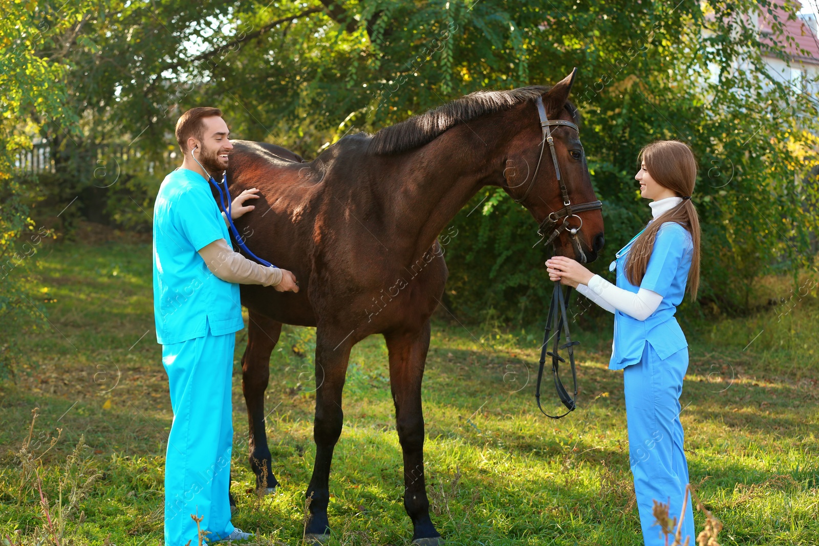 Photo of Veterinarians in uniform examining beautiful brown horse outdoors