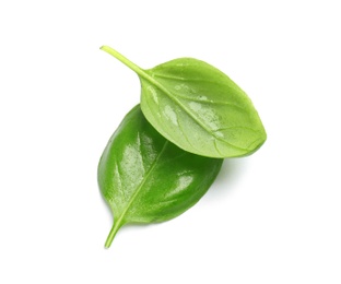 Photo of Fresh green basil leaves on white background