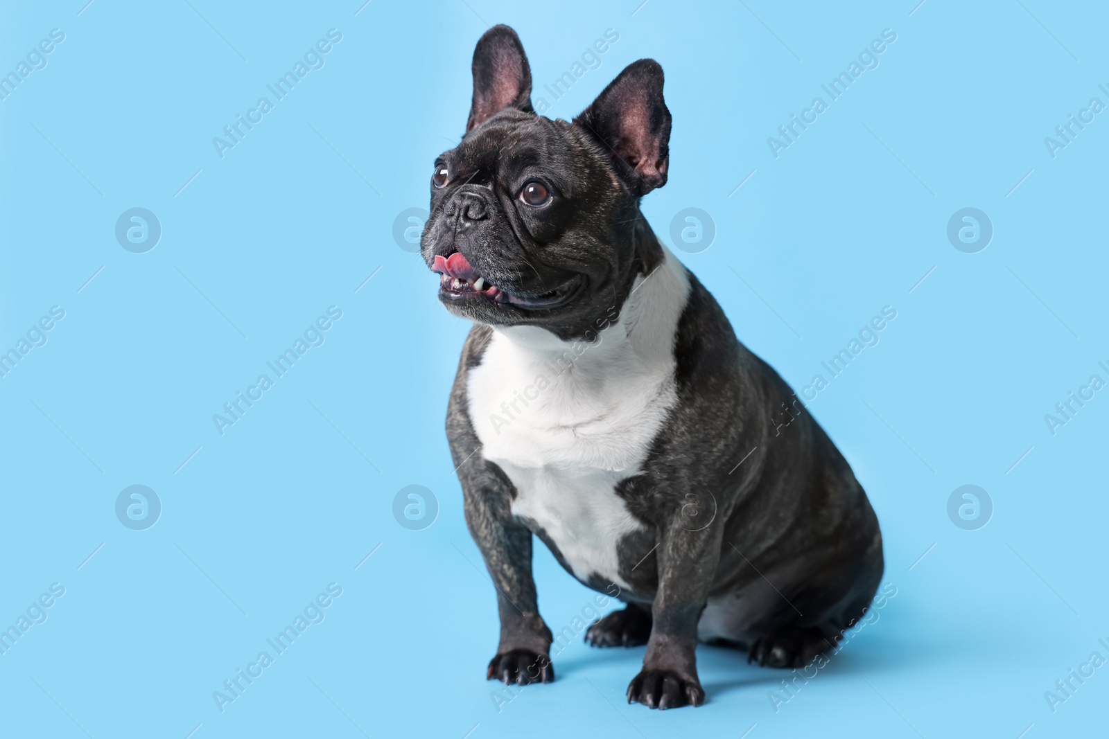 Photo of Adorable French Bulldog on light blue background. Lovely pet