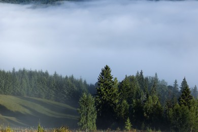 Picturesque view foggy forest in mountains on morning