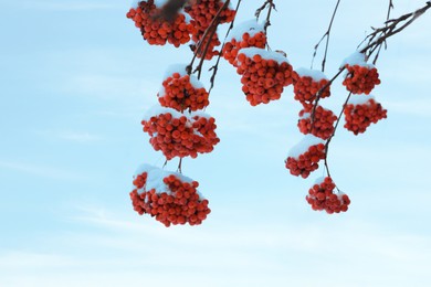 Image of Red rowan berries on tree branches covered with snow outdoors on cold winter day