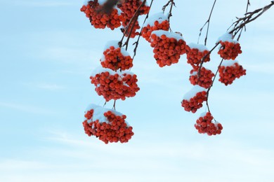 Red rowan berries on tree branches covered with snow outdoors on cold winter day